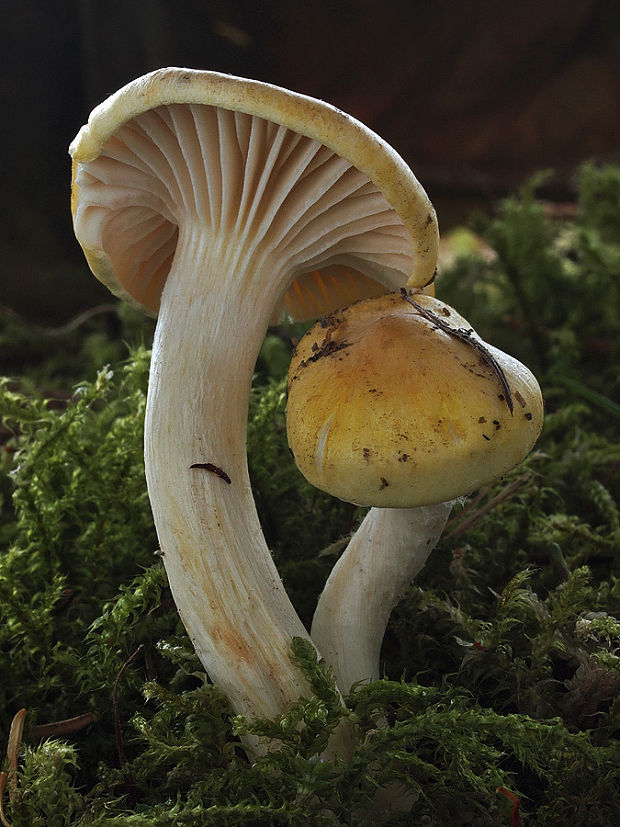 šťavnačka smrekovcová Hygrophorus lucorum Kalchbr.