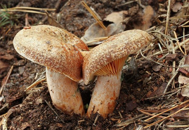 rýdzik hrdzavohnedý Lactarius quieticolor Romagn.