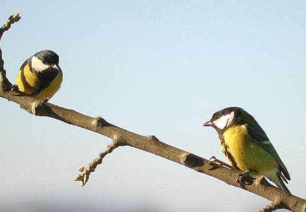 sýkorka bielolíca Parus major L.