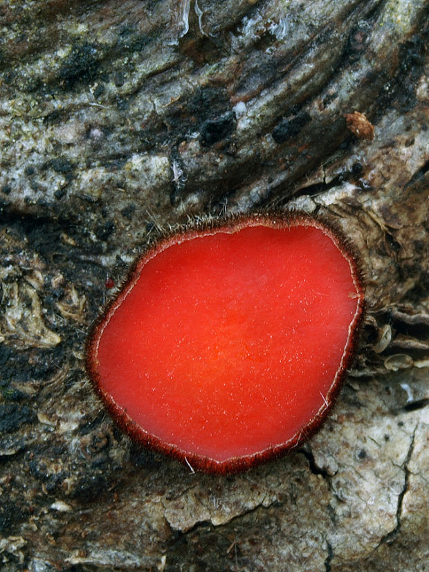 štítovnička Scutellinia sp.