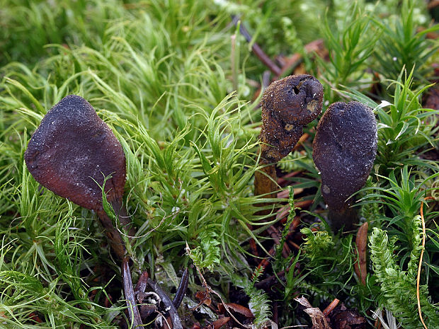 žezlovka srnková Tolypocladium ophioglossoides (J.F. Gmel.) Quandt, Kepler & Spatafora