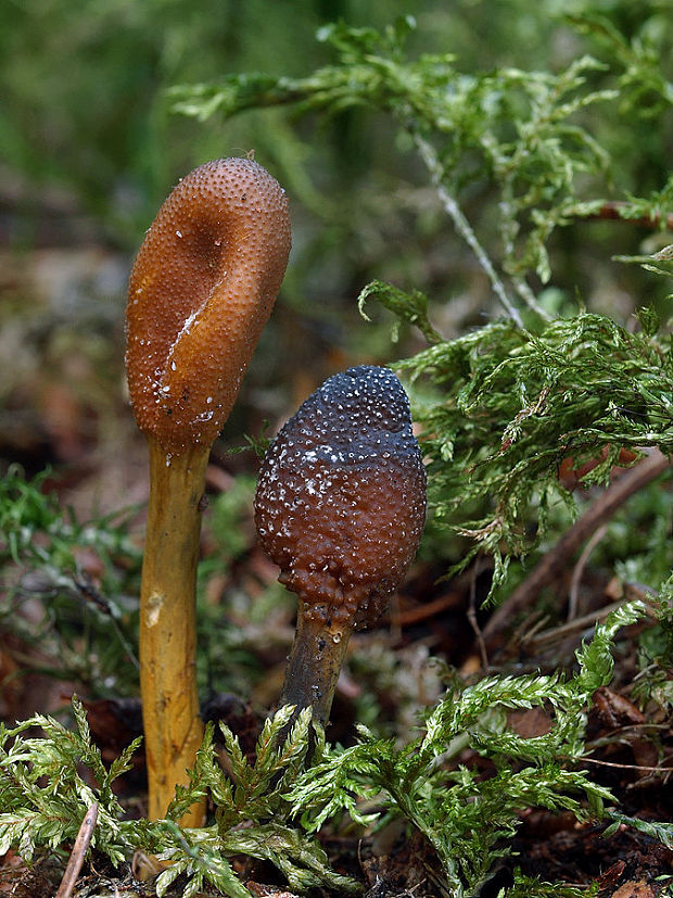 žezlovka srnková Tolypocladium ophioglossoides (J.F. Gmel.) Quandt, Kepler & Spatafora