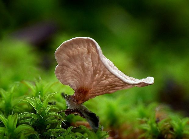 rebrovička lopatkovitá Arrhenia spathulata (Fr.) Redhead