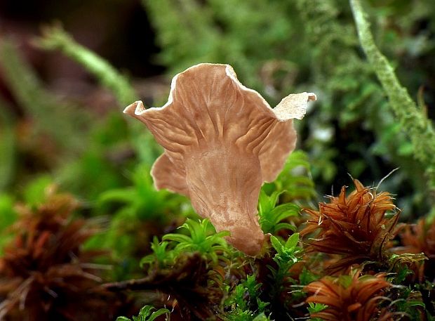 rebrovička lopatkovitá Arrhenia spathulata (Fr.) Redhead