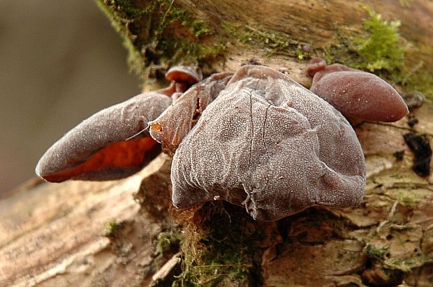 uchovec bazový Auricularia auricula-judae (Bull.) Quél.