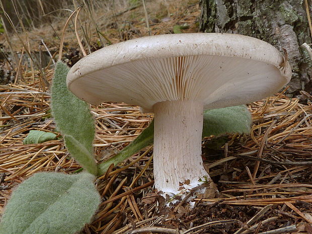 strmuľka inovaťová Clitocybe nebularis (Batsch) P. Kumm.