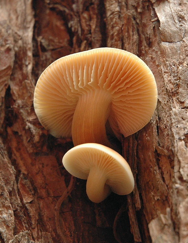 plamienka Flammulina sp.