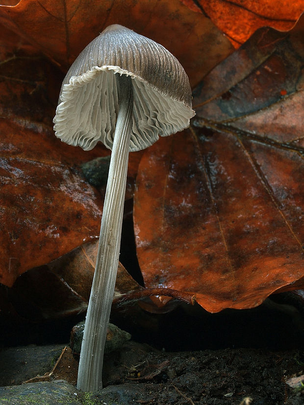 prilbička ryhovaná Mycena polygramma (Bull.) Gray