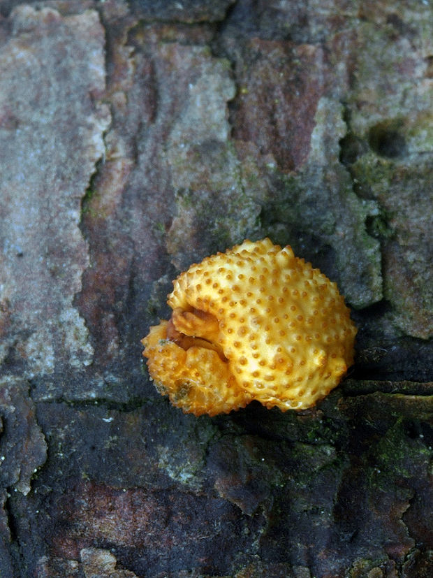 žezlovka Ophiocordyceps variabilis (Petch) G.H. Sung, J.M. Sung, Hywel-Jones & Spatafora