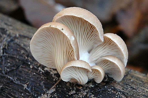 hliva ustricovitá Pleurotus ostreatus (Jacq.) P. Kumm.