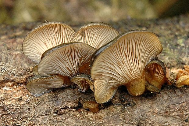 pňovka neskorá Sarcomyxa serotina (Pers.) P. Karst.