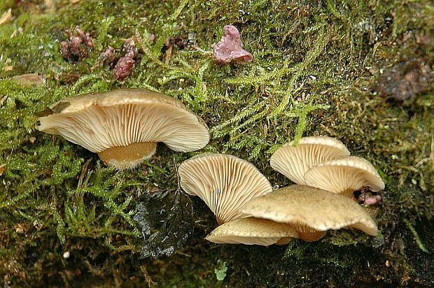 pňovka neskorá Sarcomyxa serotina (Pers.) P. Karst.