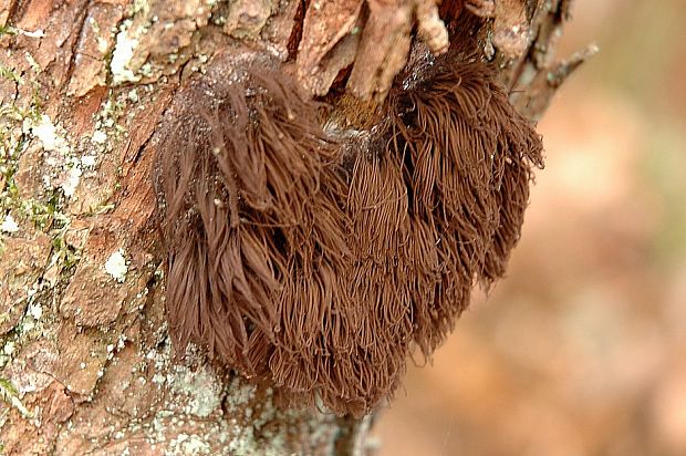 pazderka Stemonitis sp.