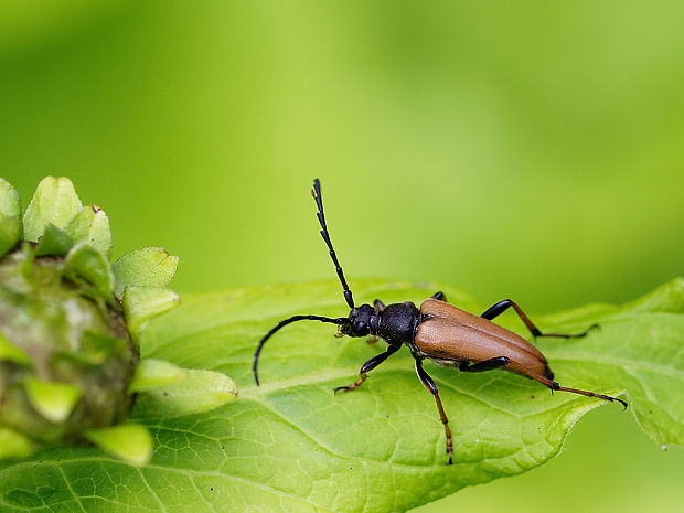 fúzač obyčajný Stictoleptura rubra