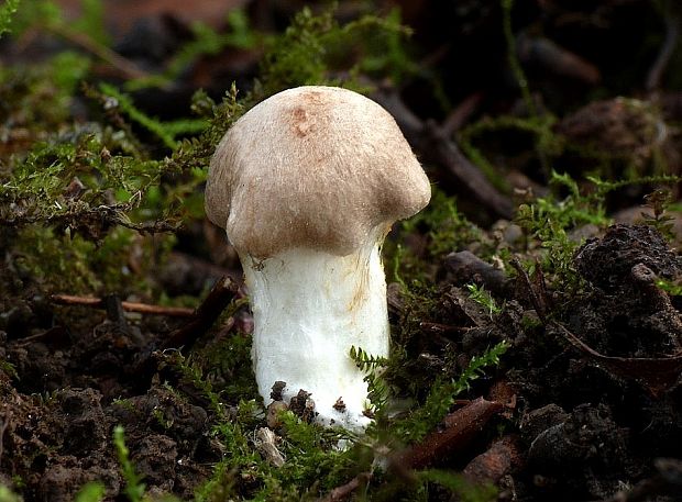 čírovka vŕbová Tricholoma cingulatum (Almfelt) Jacobashch