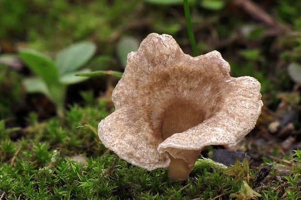 rebrovička lopatkovitá Arrhenia spathulata (Fr.) Redhead