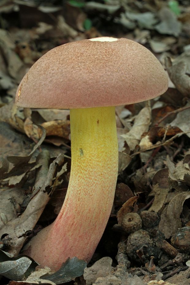 hríb nádherný Butyriboletus fuscoroseus (Smotl.) Vizzini & Gelardi