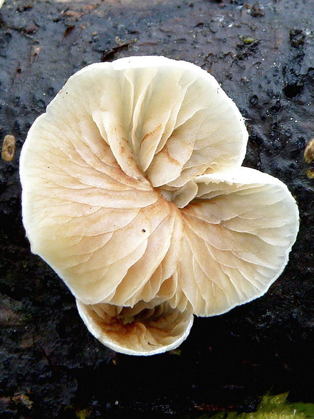 pahliva Crepidotus sp.