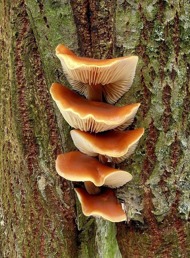 plamienka Flammulina sp.