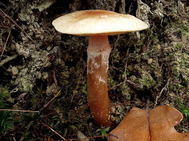 kapucňovka okrovohnedastá Galerina marginata (Batsch) Kühner