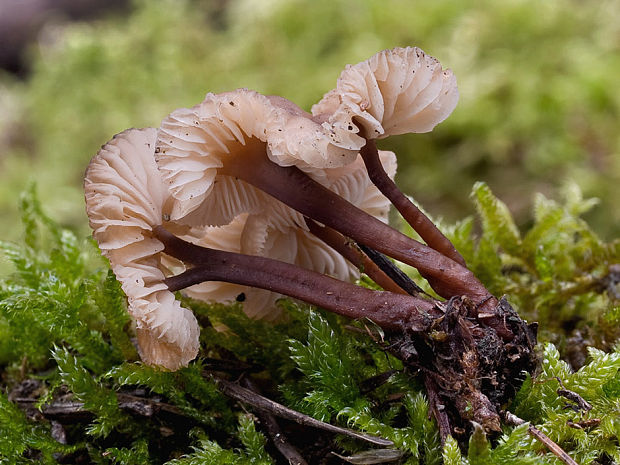 peniazovka červenohlúbiková Gymnopus erythropus (Pers.) Antonín, Halling & Noordel.