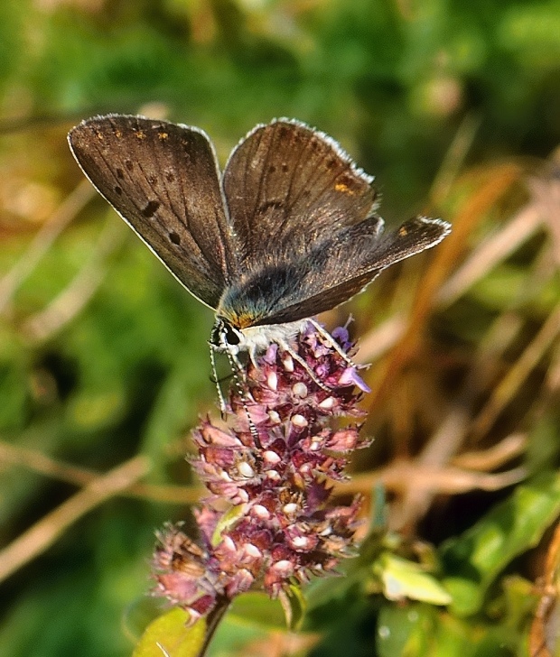 ohniváčik čiernoškvrnný Lycaena tityrus