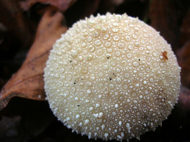 prášnica hruškovitá- detail Lycoperdon pyriforme Schaeff.