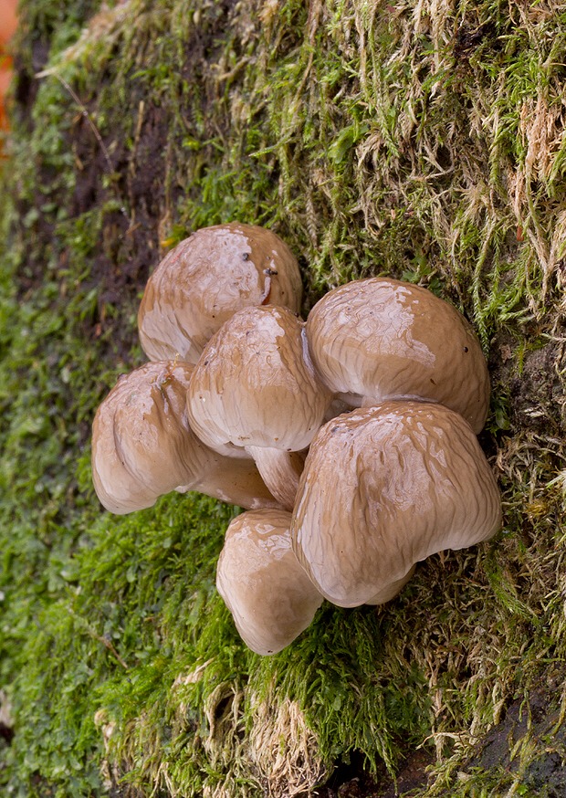 sliznačka obyčajná Mucidula mucida (Schrad.) Pat.