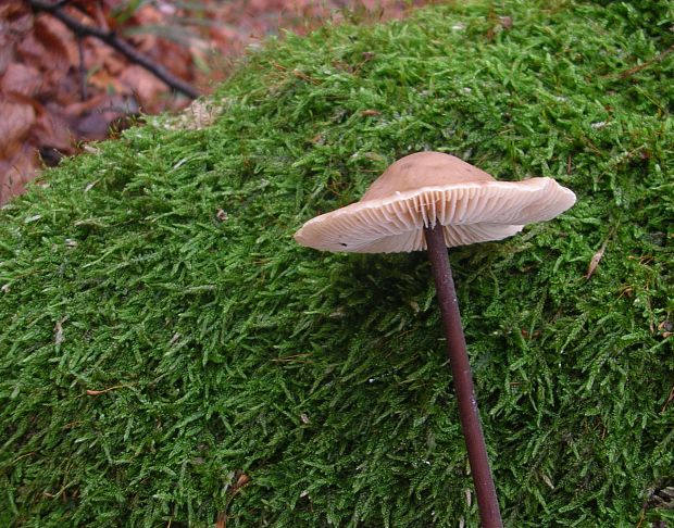 tanečnica cesnaková Mycetinis alliaceus (Jacq.) Earle ex A.W. Wilson & Desjardin