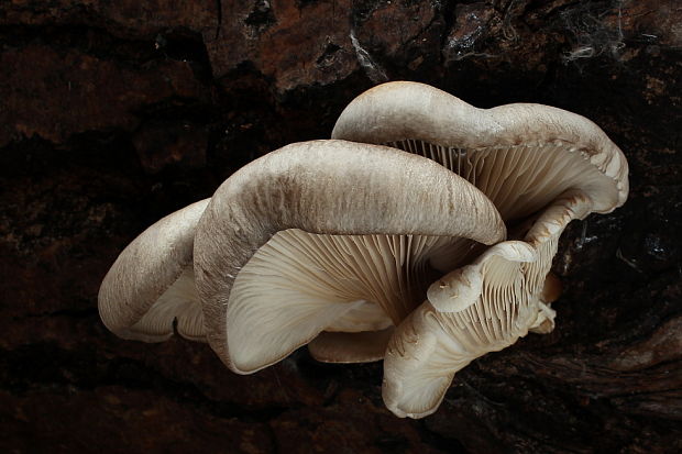 hliva ustricovitá Pleurotus ostreatus (Jacq.) P. Kumm.