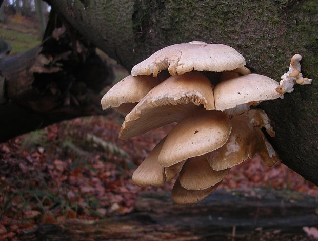 hliva buková Pleurotus pulmonarius (Fr.) Quél.