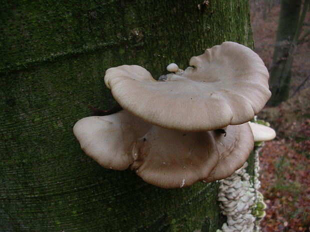 hliva Pleurotus sp.