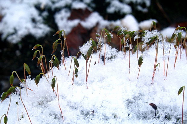 ploník obyčajný Polytrichum commune Hedw.