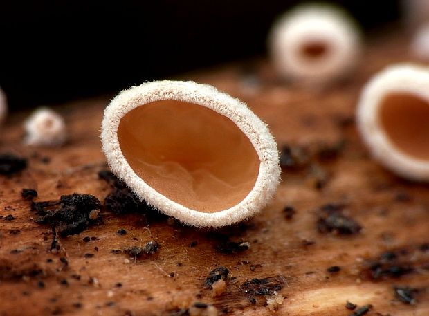 škľabka plstnatá Schizophyllum amplum (Lév.) Nakasone