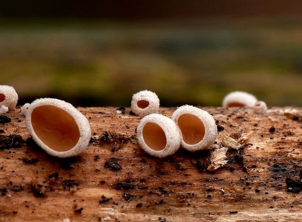 škľabka plstnatá Schizophyllum amplum (Lév.) Nakasone