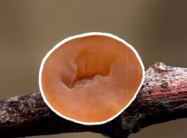 škľabka plstnatá Schizophyllum amplum (Lév.) Nakasone