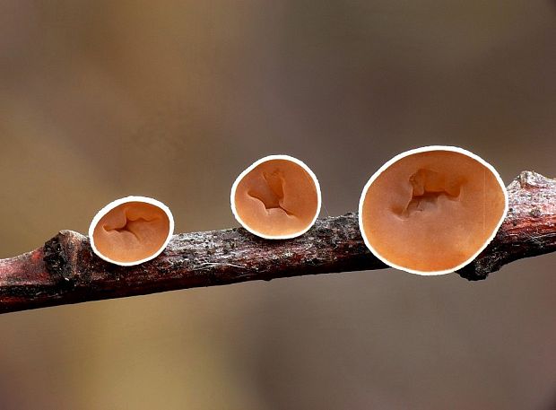 škľabka plstnatá Schizophyllum amplum (Lév.) Nakasone