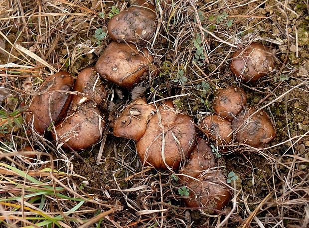 masliak kopcový Suillus collinitus (Fr.) Kuntze