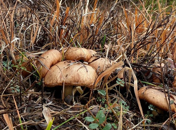 masliak kopcový Suillus collinitus (Fr.) Kuntze