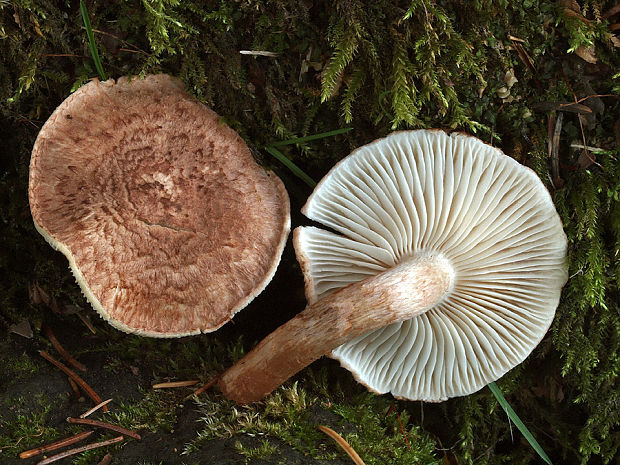 čírovka škridlicovitá Tricholoma vaccinum (Schaeff.) P. Kumm.