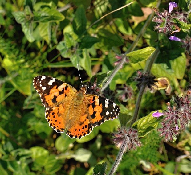 babôčka bodliaková Vanessa cardui