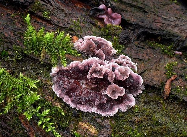 pevníkovec purpurový Chondrostereum purpureum (Pers.) Pouzar