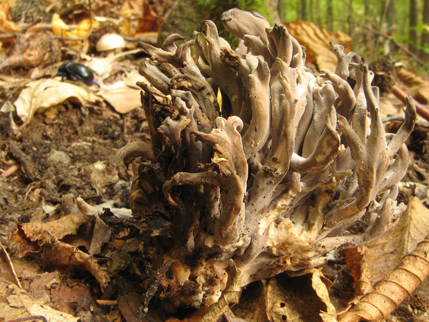 konárovka popolavá Clavulina cinerea (Bull.) J. Schröt.