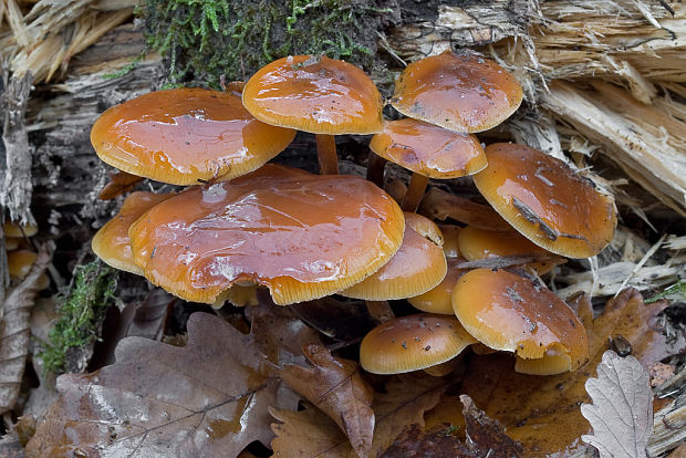 plamienka Flammulina sp.