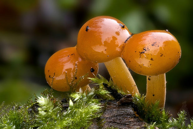 plamienka zimná Flammulina velutipes (Curtis) Singer