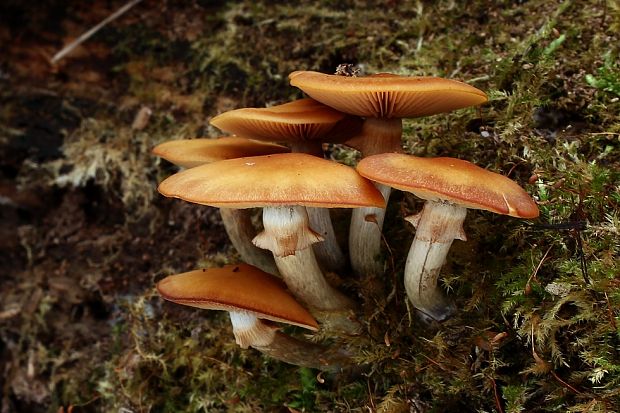 kapucňovka okrovohnedastá Galerina marginata (Batsch) Kühner