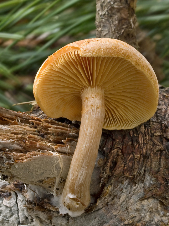 šupinovec nevoňavý Gymnopilus penetrans (Fr.) Murrill