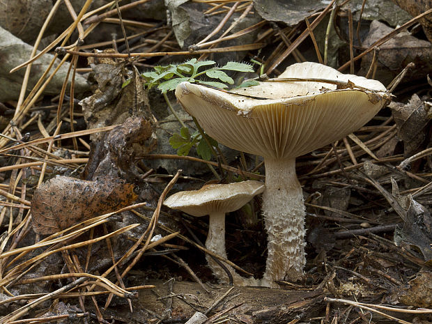 slzivka koreňujúca Hebeloma radicosum (Bull.) Ricken