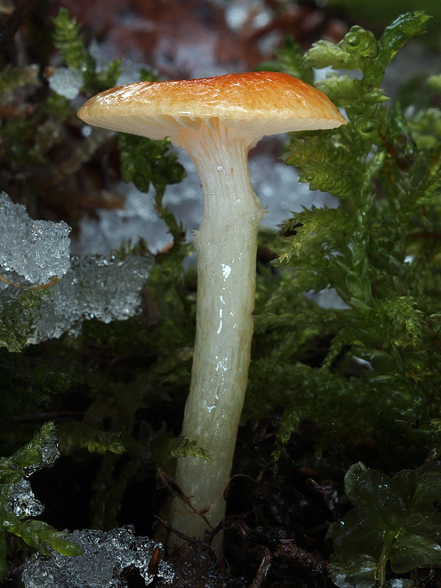 šťavnačka mrazová zlatá Hygrophorus hypothejus var. aureus (Arrh.) Imler