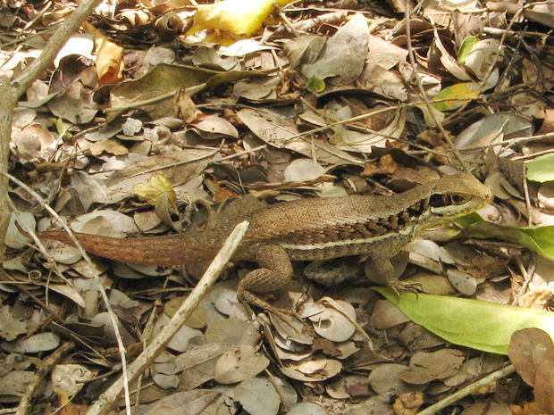 leguánik Leiocephalus sp.